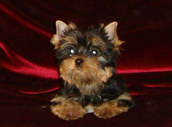 ����������� ������ �����.