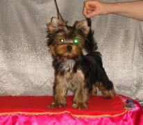 ����������� ������ �����.