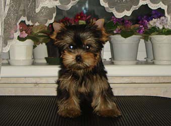 ����������� ������ �����.