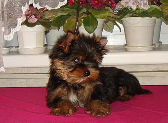 ����������� ������ �����.