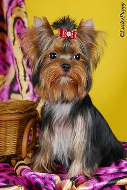 ����������� ������ �����.