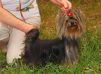 ����������� ������ �����.