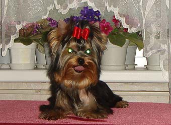 ����������� ������ �����.