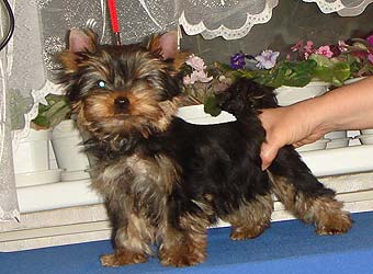 ����������� ������ �����.