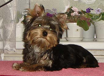 ����������� ������ �����.