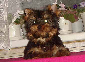 ����������� ������ �����.