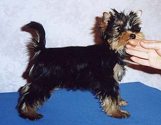 ����������� ������ �������.