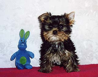 ����������� ������ Charming Chiften Chesterfield.