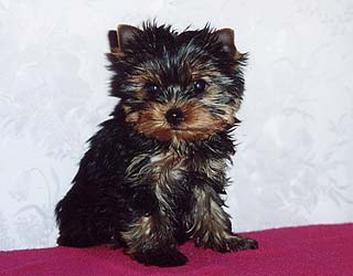 ����������� ������ �������.