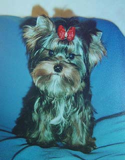 ����������� ������ �������.