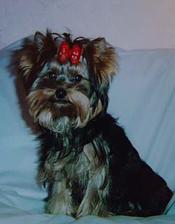 ����������� ������ �������.