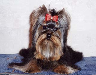 ����������� ������ �������.