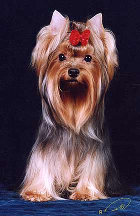 ����������� ������.