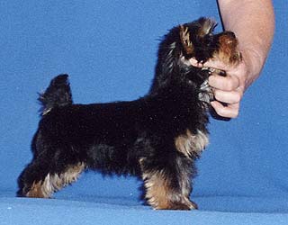 ����������� ������ �������.