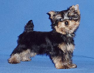 ����������� ������ �������.