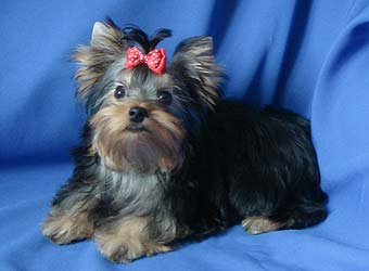 ����������� ������ �������.