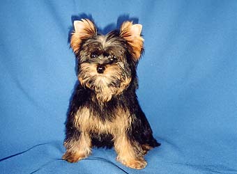 ����������� ������ �������.