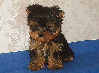 ����������� ������ �����.