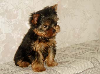 ����������� ������ �����.