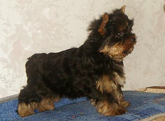 ����������� ������ �����.