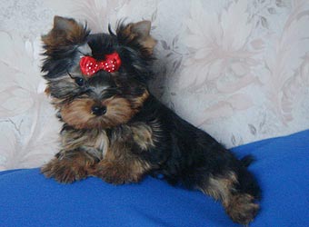 ����������� ������ �����.