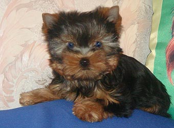 ����������� ������ �����.