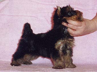 ����������� ������ Charming Chiften Chesterfield.