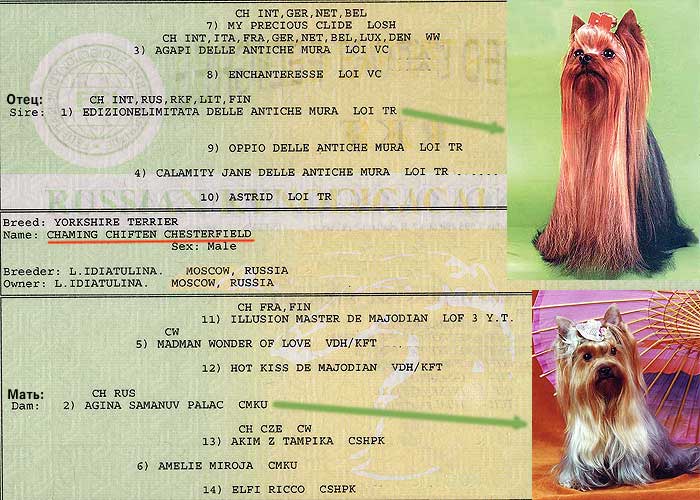 ����������� ������ ������� ������ ���������� - �����������.