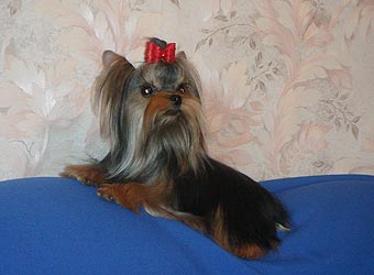 ����������� ������ �����.