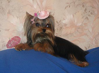 ����������� ������ �����.