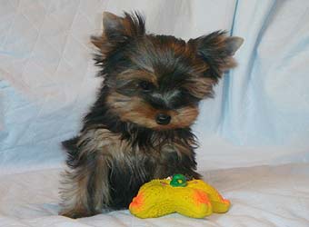 ����������� ������ �����.