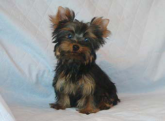 ����������� ������ �����.