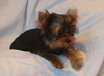 ����������� ������ �����.