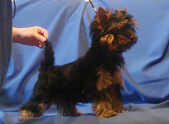 ����������� ������ �����.