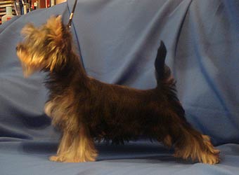 ����������� ������ �����.