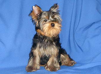 ����������� ������ �����.