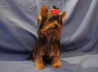 ����������� ������ �����.