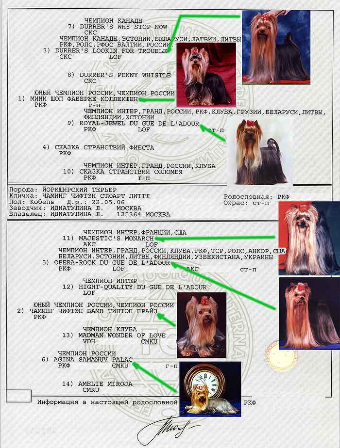 ����������� ������ ������� ������ ������ ����� - �����������.