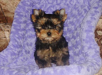 ����������� ������ �����.