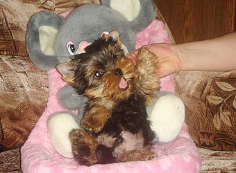 ����������� ������ �����.