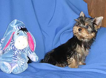 ����������� ������ �����.