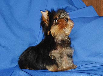 ����������� ������ �����.