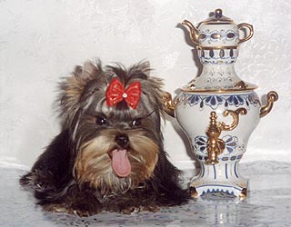 ����������� ������ Charming Chiften Chesterfield.