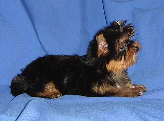 ����������� ������ �����.