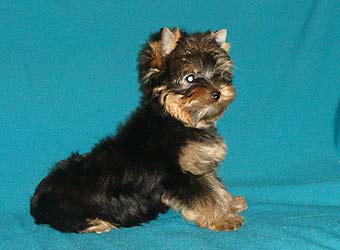 ����������� ������ �����.