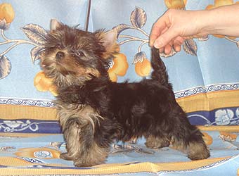 ����������� ������ �����.