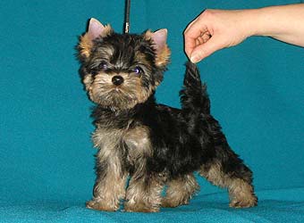 ����������� ������ �����.