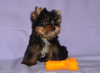 ����������� ������ �����.