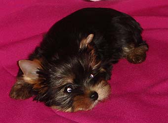 ����������� ������ �����.