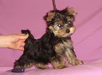 ����������� ������ �����.